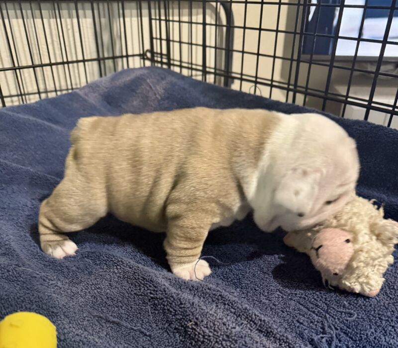 B-Loved Bulldogs, Betsy Love
