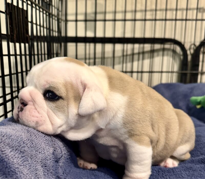 B-Loved Bulldogs, Betsy Love