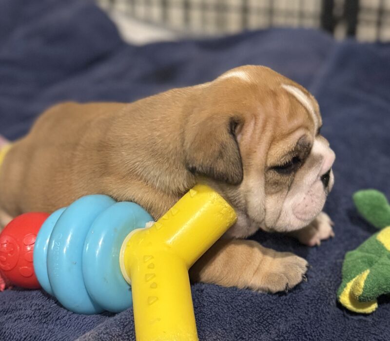 B-Loved Bulldogs, Betsy Love
