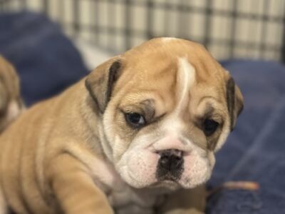 B-Loved Bulldogs, Betsy Love