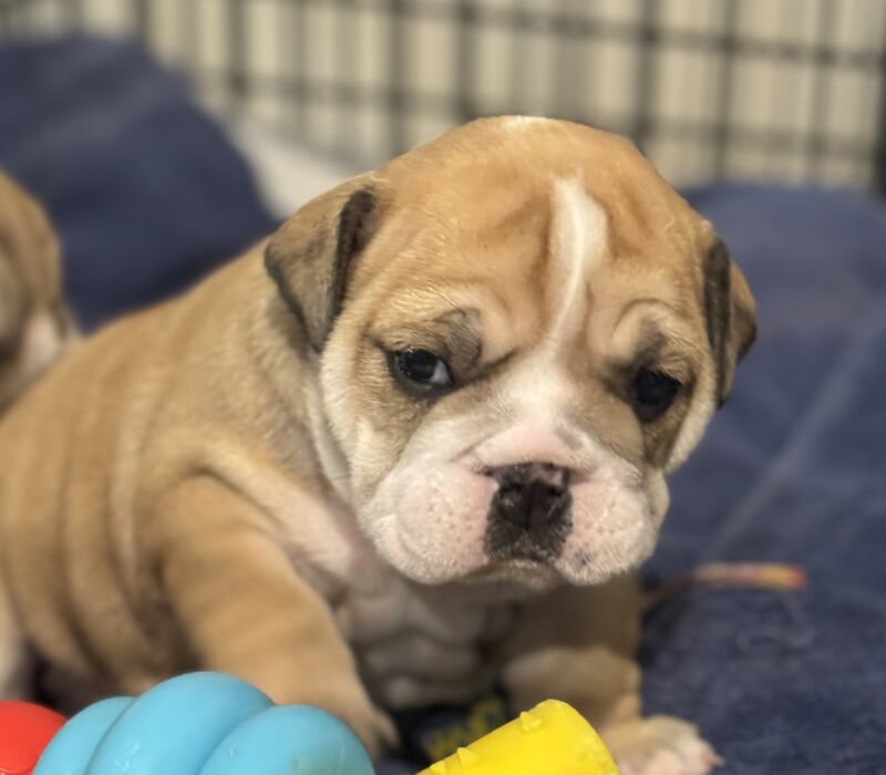 B-Loved Bulldogs, Betsy Love
