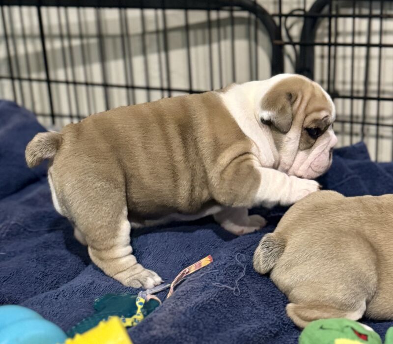 B-Loved Bulldogs, Betsy Love