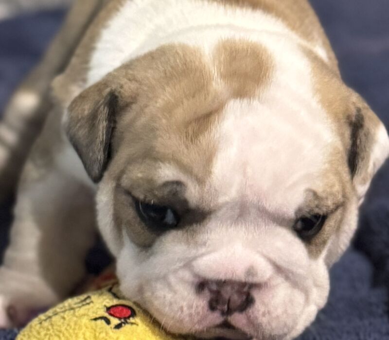 B-Loved Bulldogs, Betsy Love