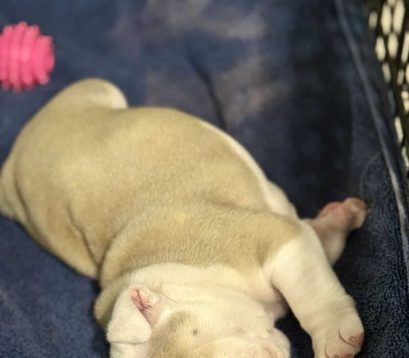 B-Loved Bulldogs, Betsy Love