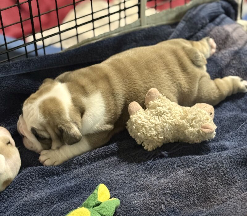 B-Loved Bulldogs, Betsy Love