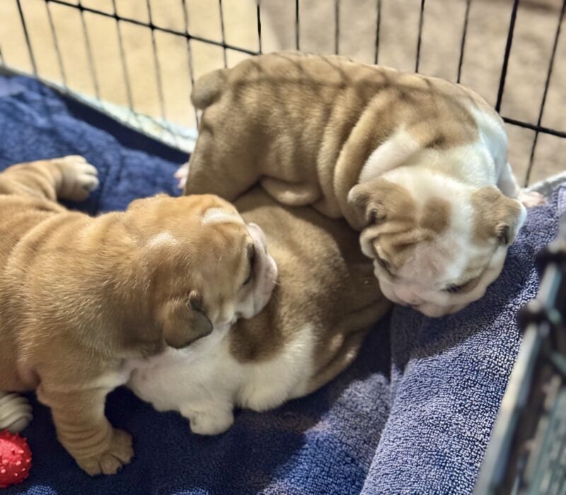 B-Loved Bulldogs, Betsy Love