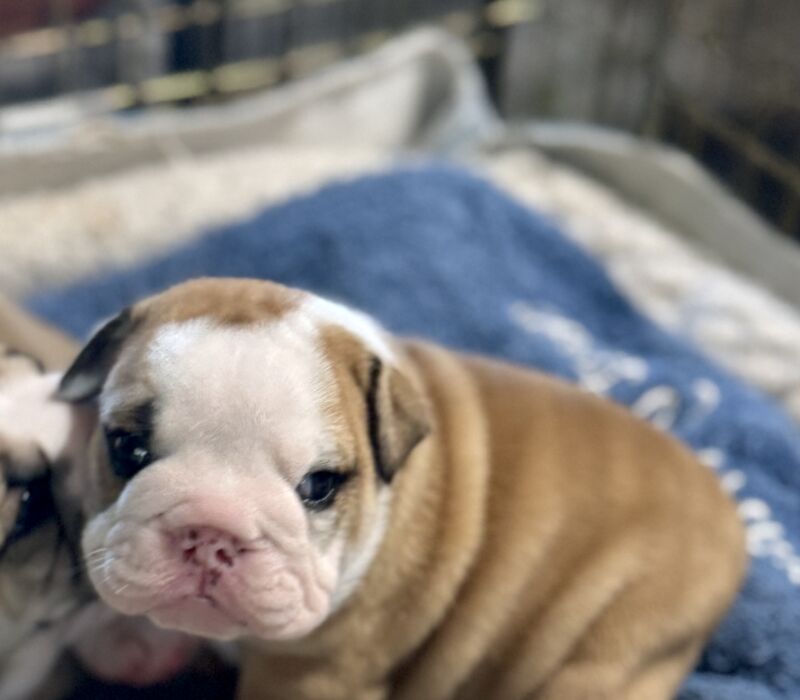 B-Loved Bulldogs, Betsy Love