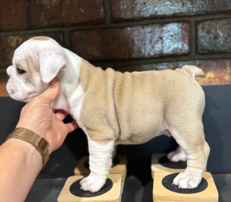 B-Loved Bulldogs, Betsy Love