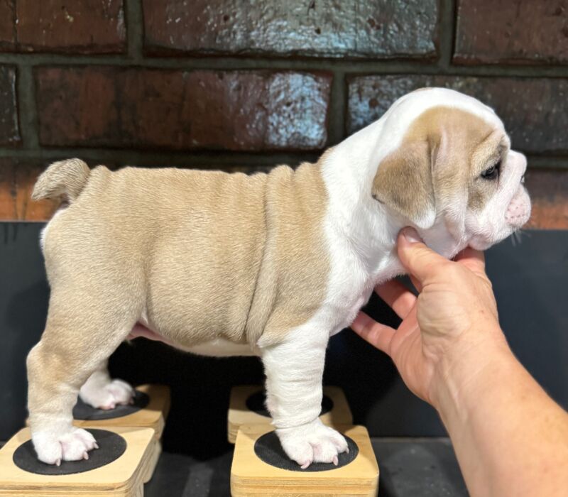 B-Loved Bulldogs, Betsy Love