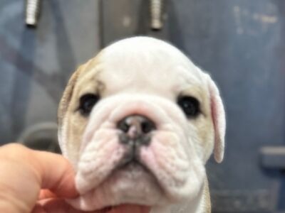 B-Loved Bulldogs, Betsy Love