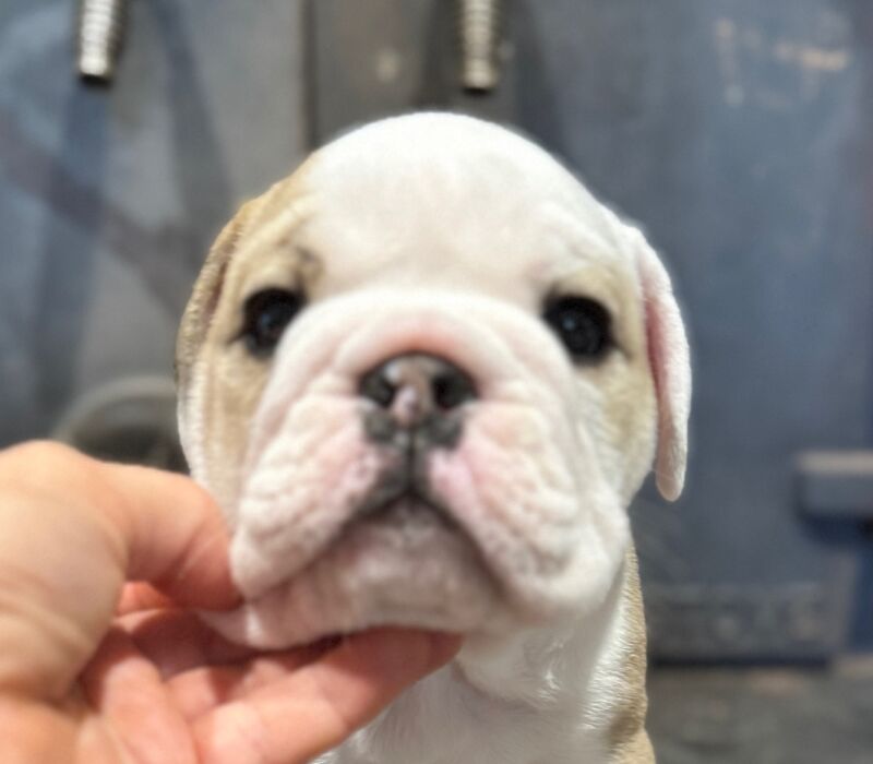 B-Loved Bulldogs, Betsy Love