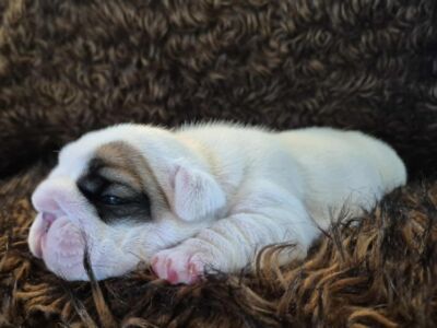 Rocky Mountain Bulldogs