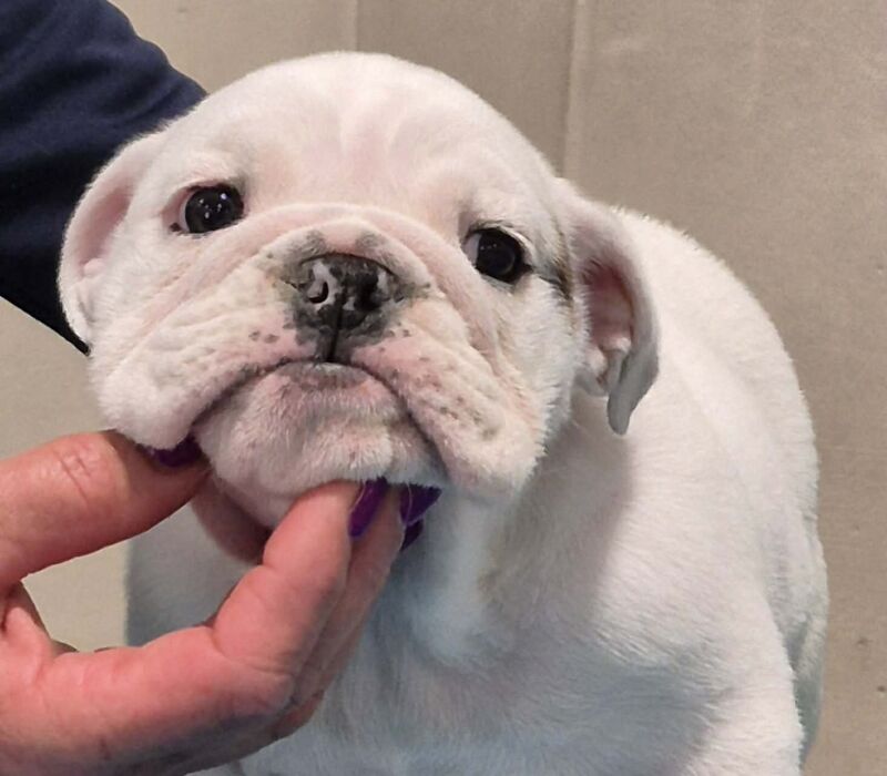 Rocky Mountain Bulldogs