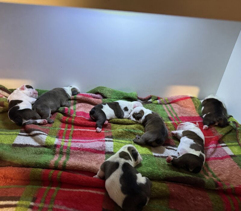 Slaterpryce Bulldogs LLC