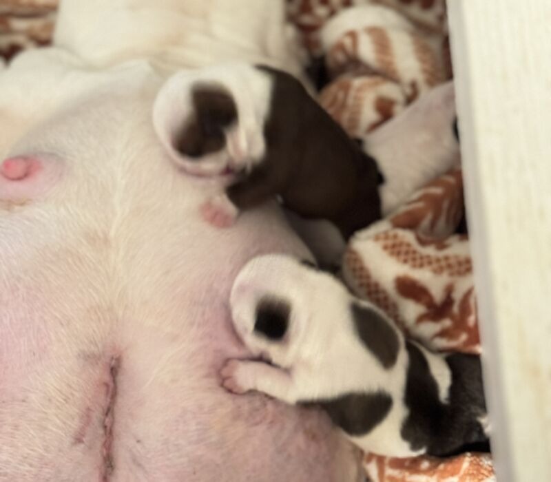 Slaterpryce Bulldogs LLC