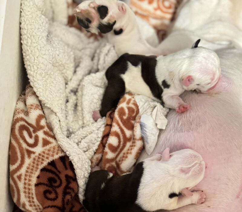 Slaterpryce Bulldogs LLC