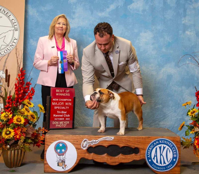 Dogma & Amusabulls Bulldogs