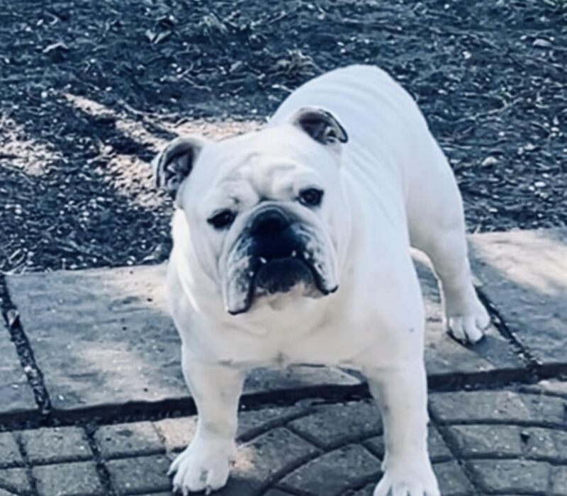 AKC Champion male available