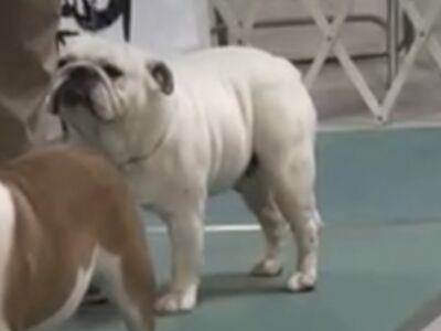 AKC Champion male available