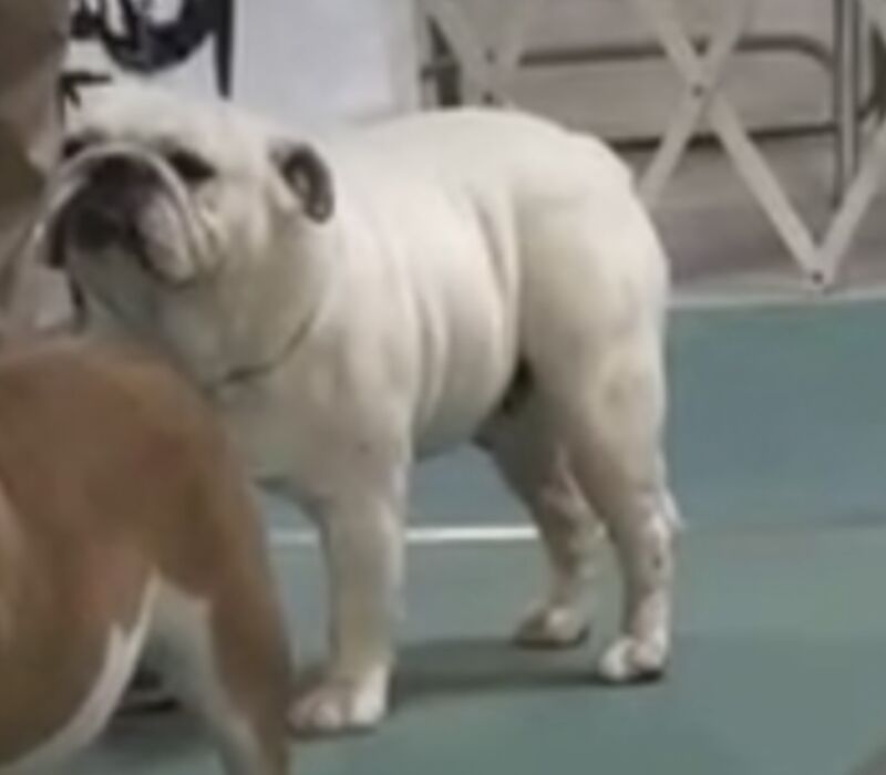 AKC Champion male available