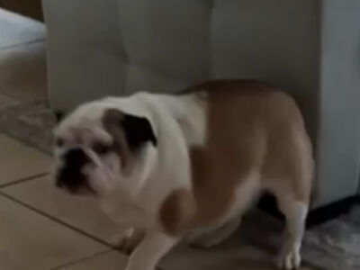 1 yr old female available