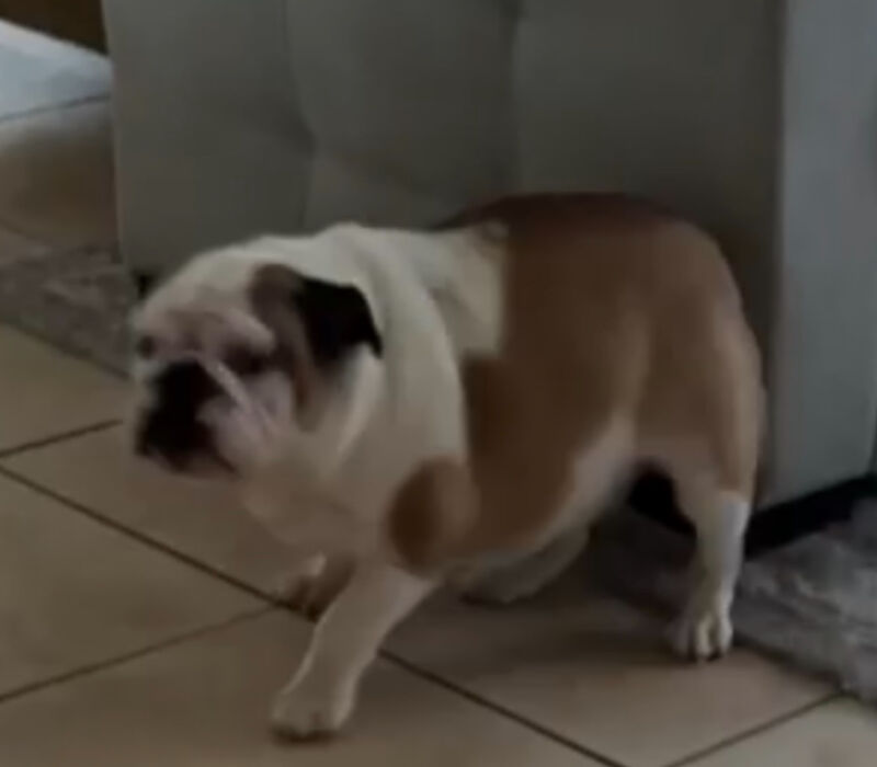 1 yr old female available