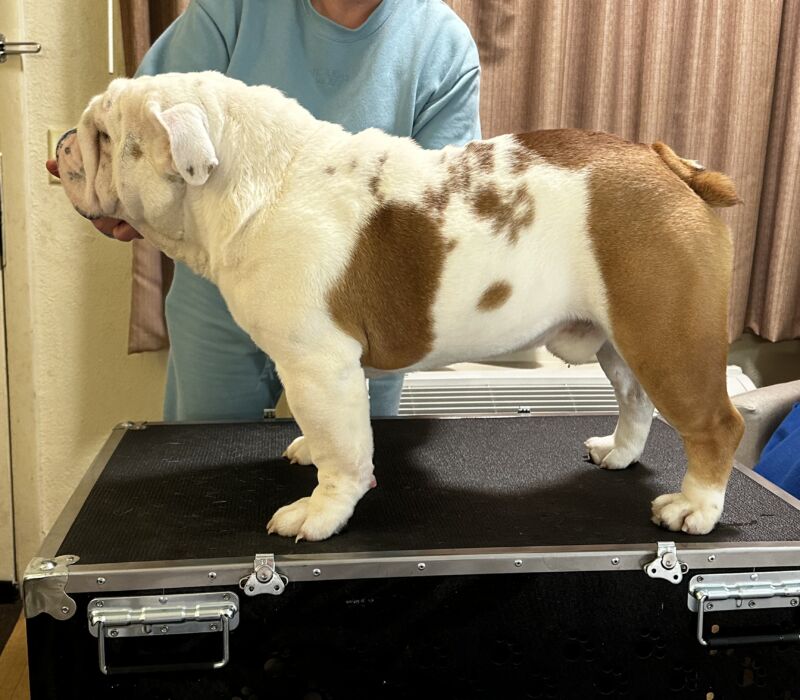 Dogma & Amusabulls Bulldogs