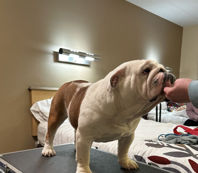 Dogma & Amusabulls Bulldogs