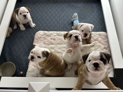 Dogma & Amusabulls Bulldogs