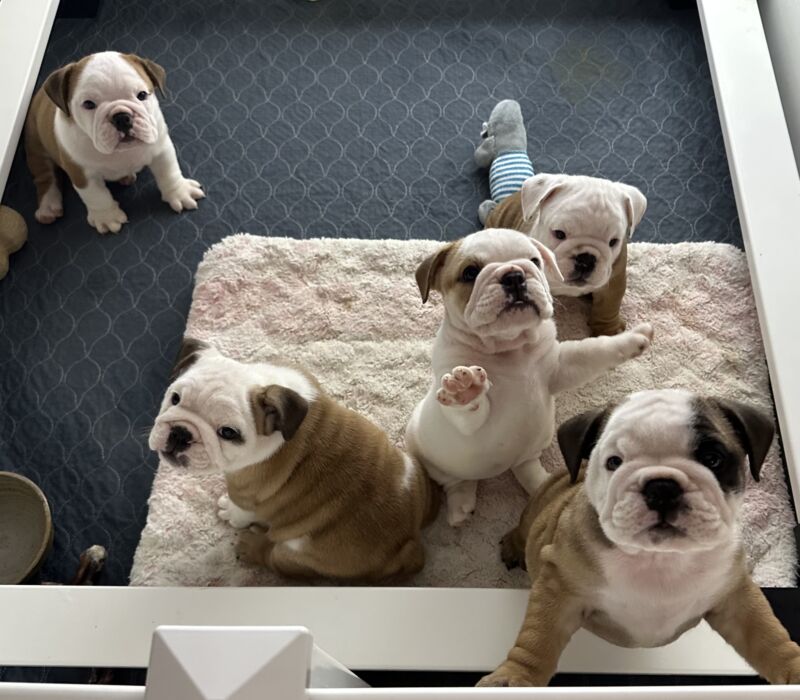 Dogma & Amusabulls Bulldogs