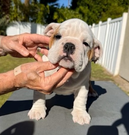 Newcomb Bulldogs California