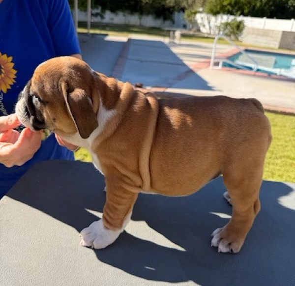Newcomb Bulldogs California