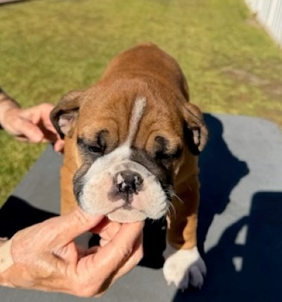 Newcomb Bulldogs California