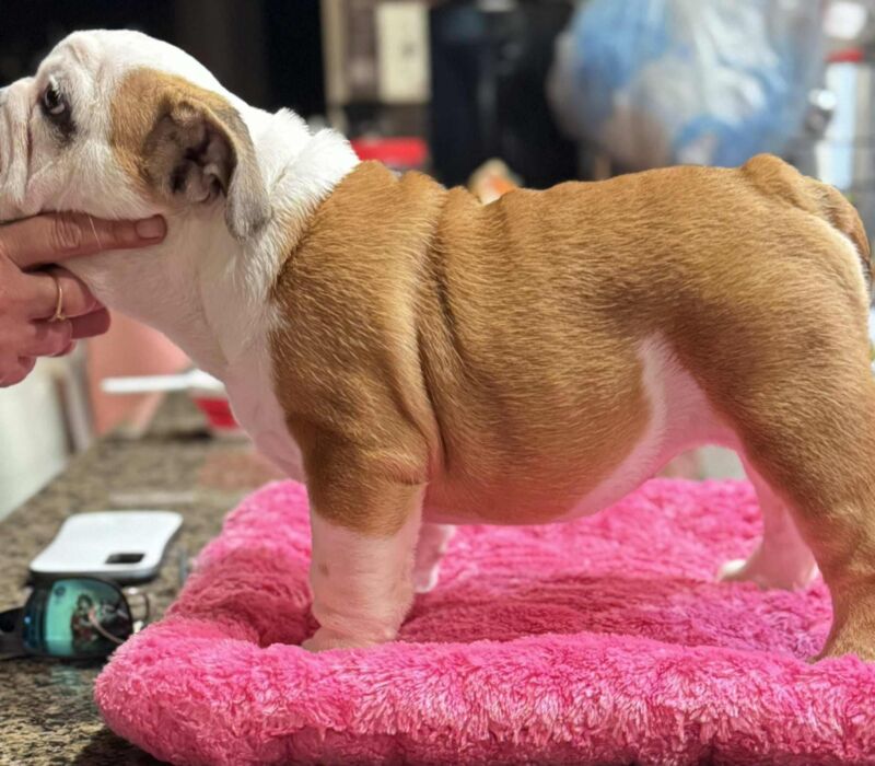 Dogma & Amusabulls Bulldogs