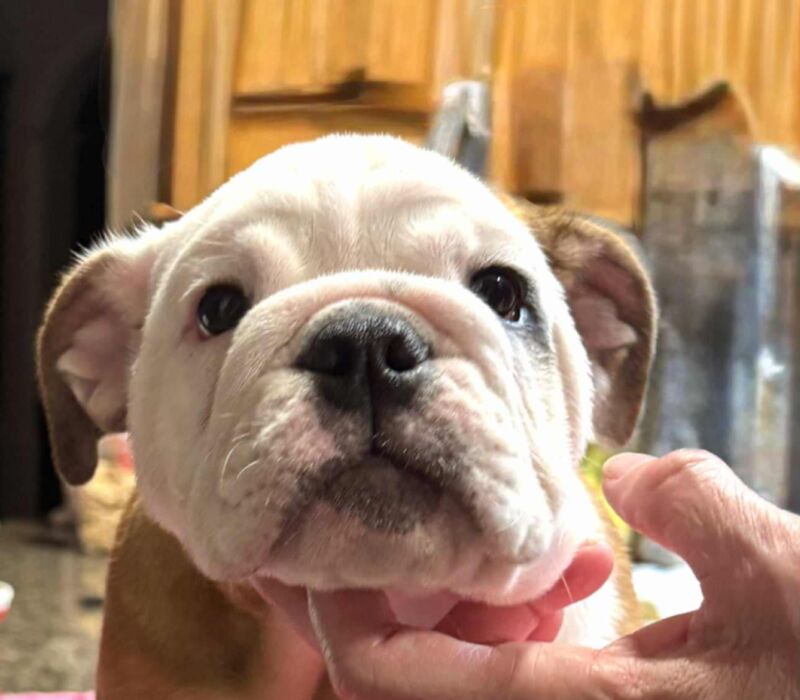 Dogma & Amusabulls Bulldogs