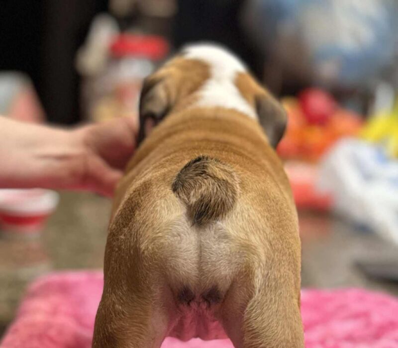 Dogma & Amusabulls Bulldogs