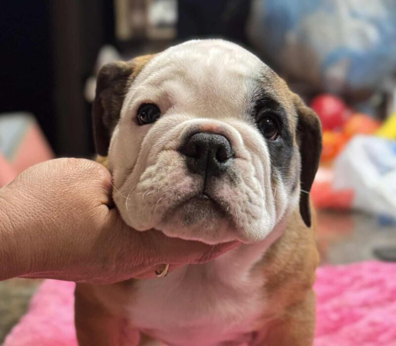 Dogma & Amusabulls Bulldogs