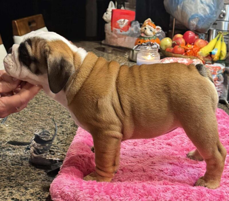 Dogma & Amusabulls Bulldogs