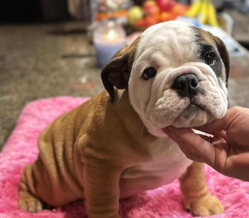 Dogma & Amusabulls Bulldogs