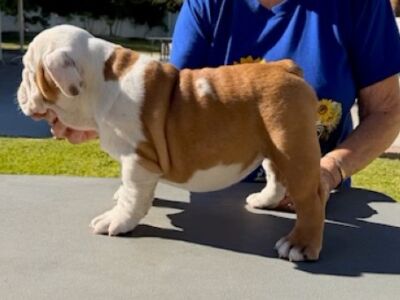 Newcomb Bulldogs California