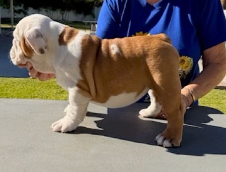 Newcomb Bulldogs California