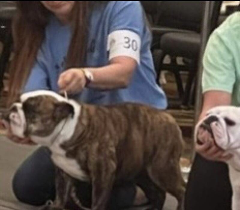 Ch. Moose and Frick, B-Loved Bulldogs