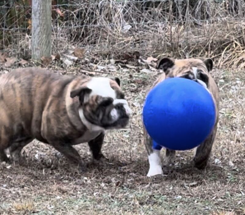 Ch. Moose and Frick, B-Loved Bulldogs