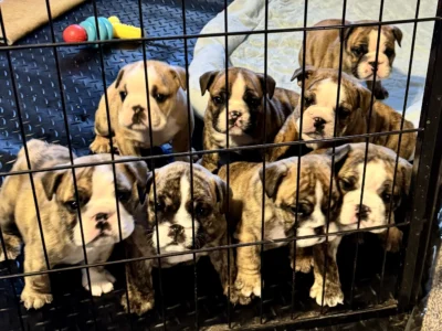 Ch. Moose and Frick, B-Loved Bulldogs