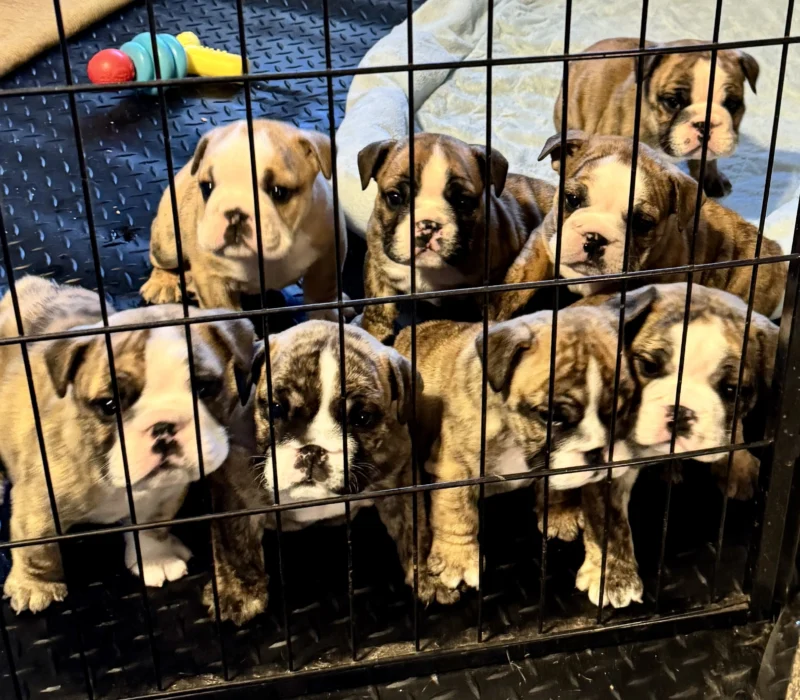 Ch. Moose and Frick, B-Loved Bulldogs