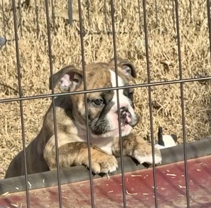 Ch. Moose and Frick, B-Loved Bulldogs