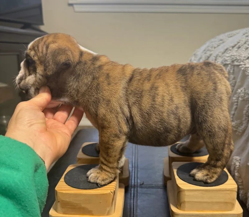 Ch. Moose and Frick, B-Loved Bulldogs