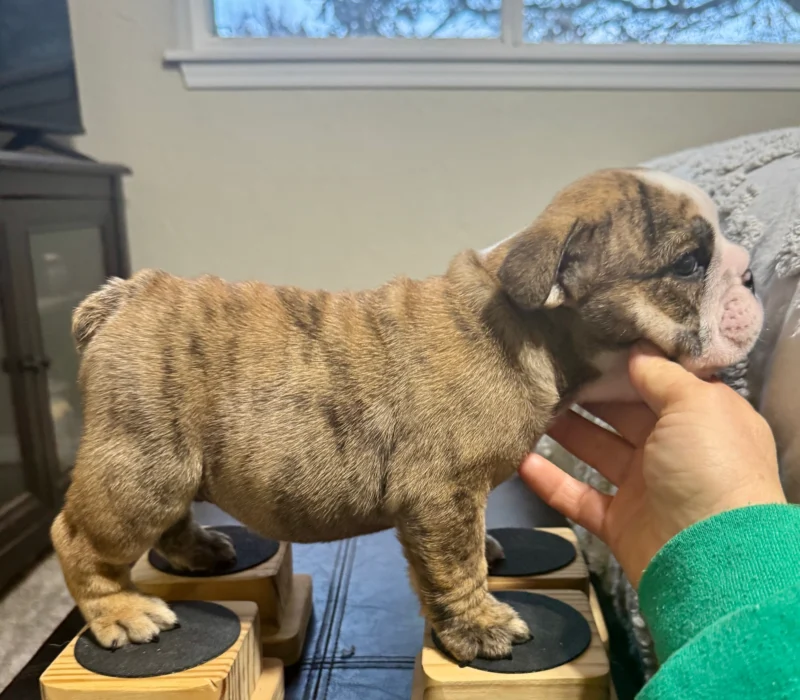 Ch. Moose and Frick, B-Loved Bulldogs