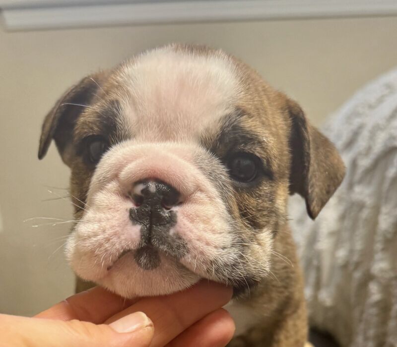 Ch. Moose and Frick, B-Loved Bulldogs