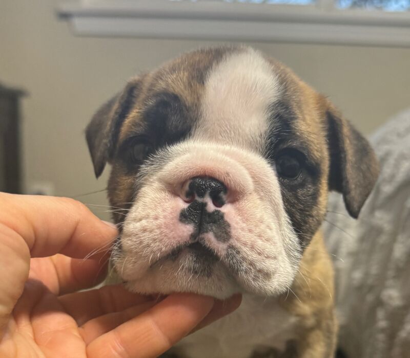 Ch. Moose and Frick, B-Loved Bulldogs